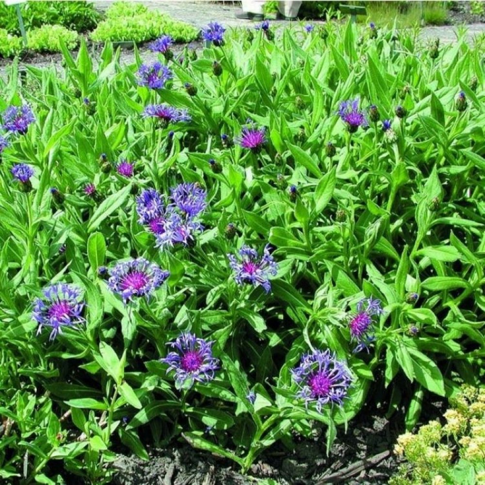 Centaurea / Bajorė - GRANDIFLORA