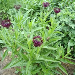 Centaurea / Bajorė JORDY