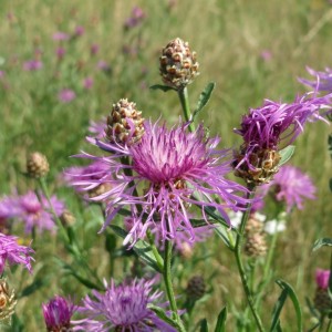 Centaurea jacea / Pakrūminė bajorė.