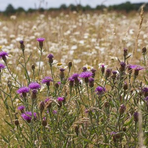 Centaurea jacea / Pakrūminė bajorė.