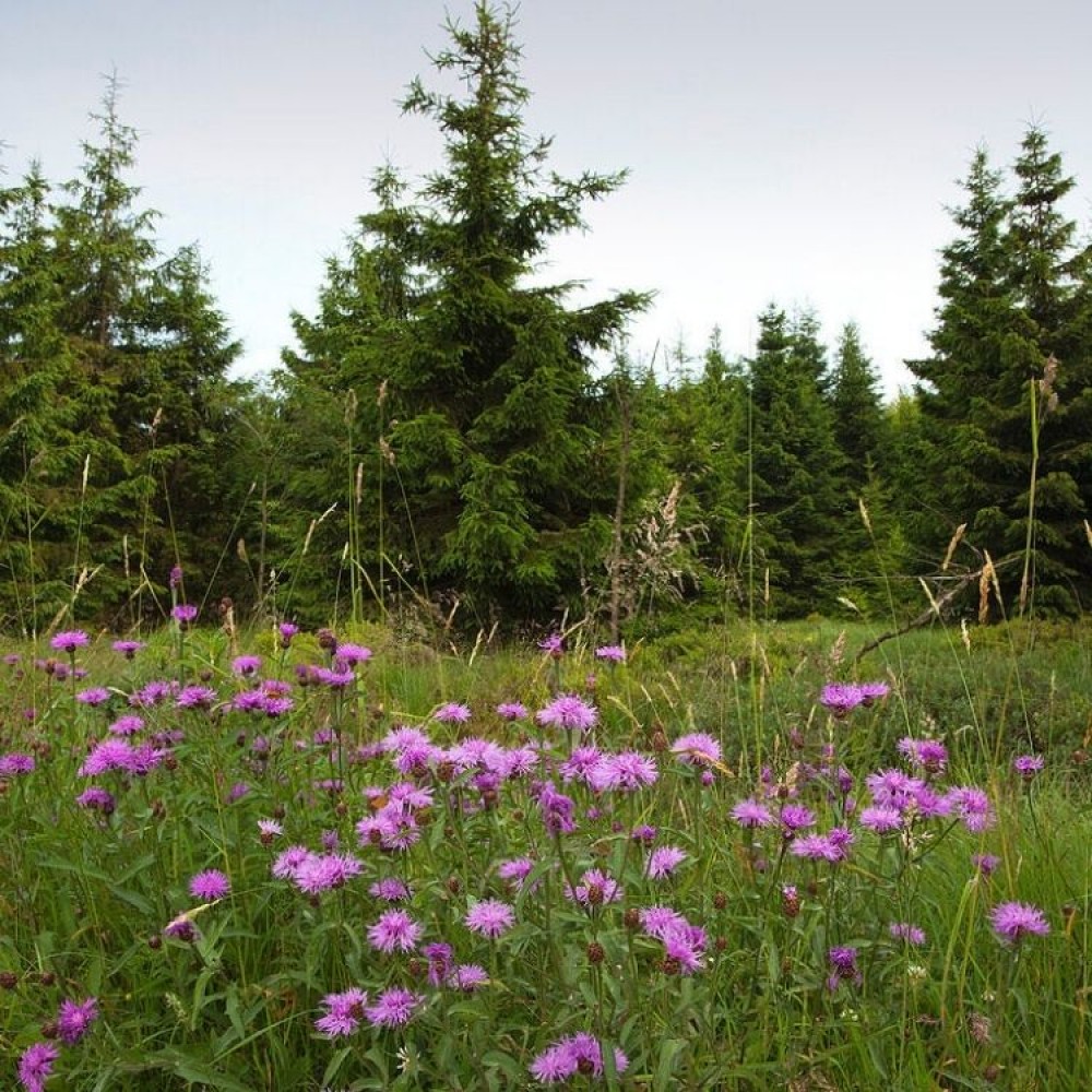 Centaurea jacea / Pakrūminė bajorė.
