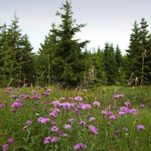 Centaurea jacea / Pakrūminė bajorė.