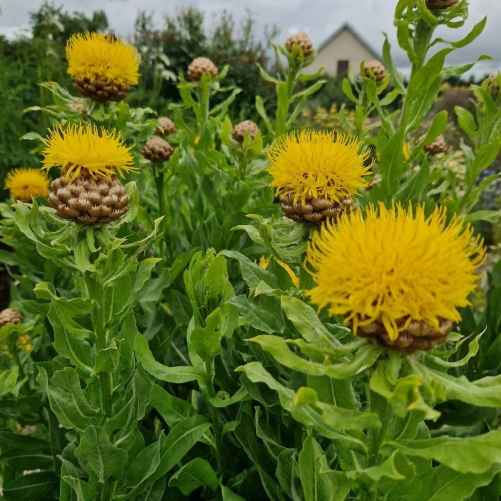 Centaurea macrocephala / Didžiagalvė bajorė
