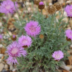 Centaurea pulcherrima / Puošnioji bajorė.