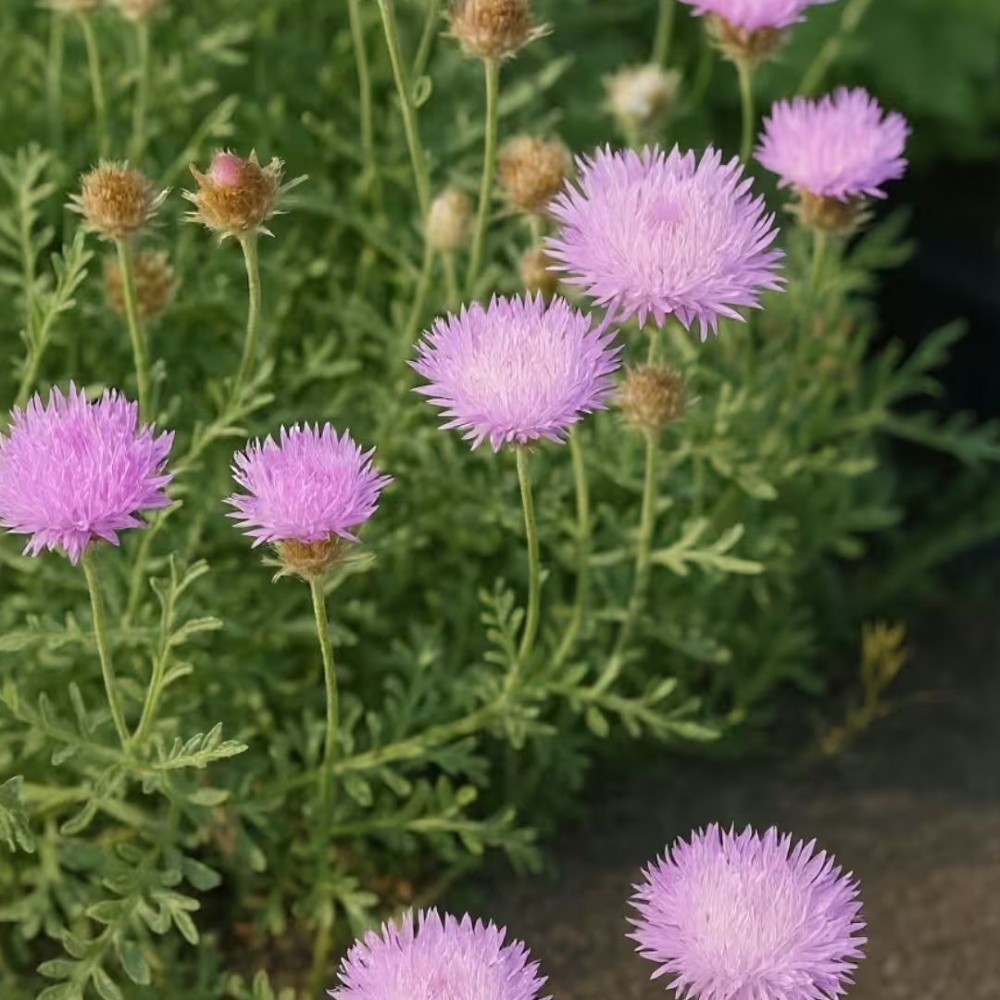 Centaurea pulcherrima / Puošnioji bajorė.