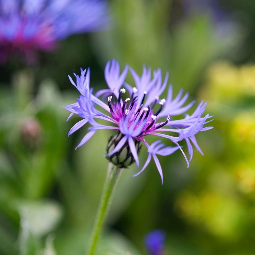 Centaurea / Bajorė - GRANDIFLORA