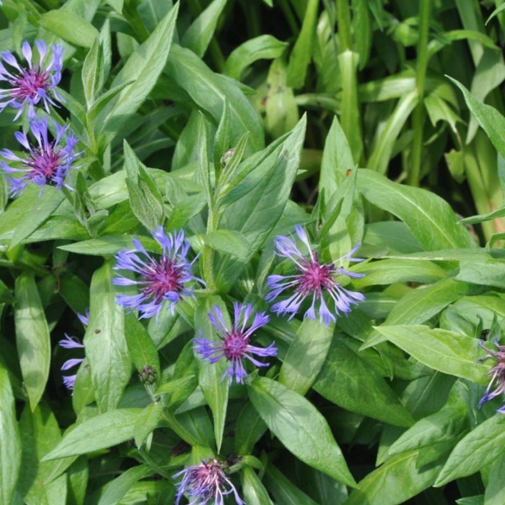 Centaurea / Bajorė - GRANDIFLORA