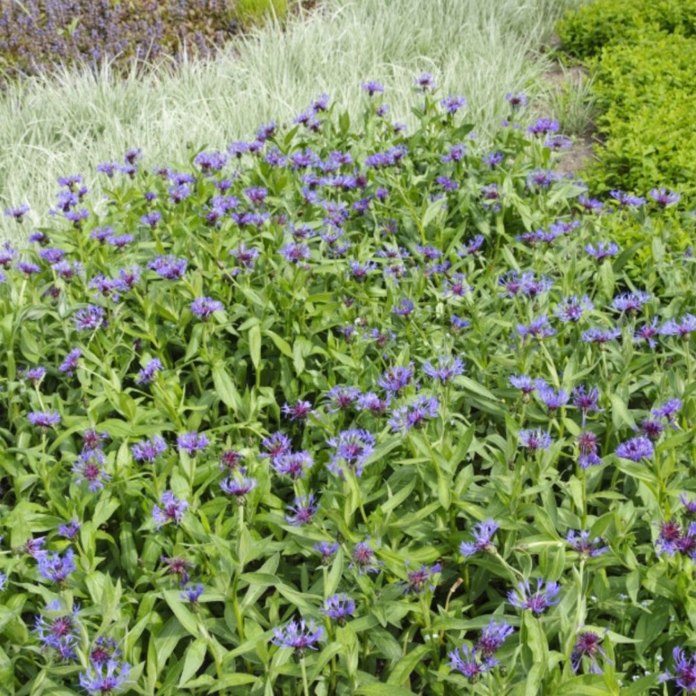 Centaurea / Bajorė - GRANDIFLORA