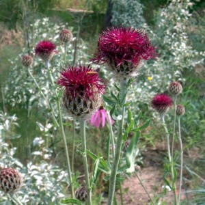 Centaurea atropurpurea / Bajorė