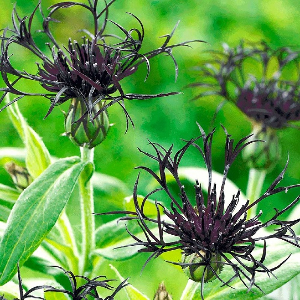 Centaurea / Bajorė BLACK SPRITE