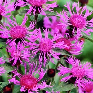 Centaurea / Bajorė CARA MIA
