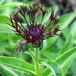 Centaurea / Bajorė JORDY