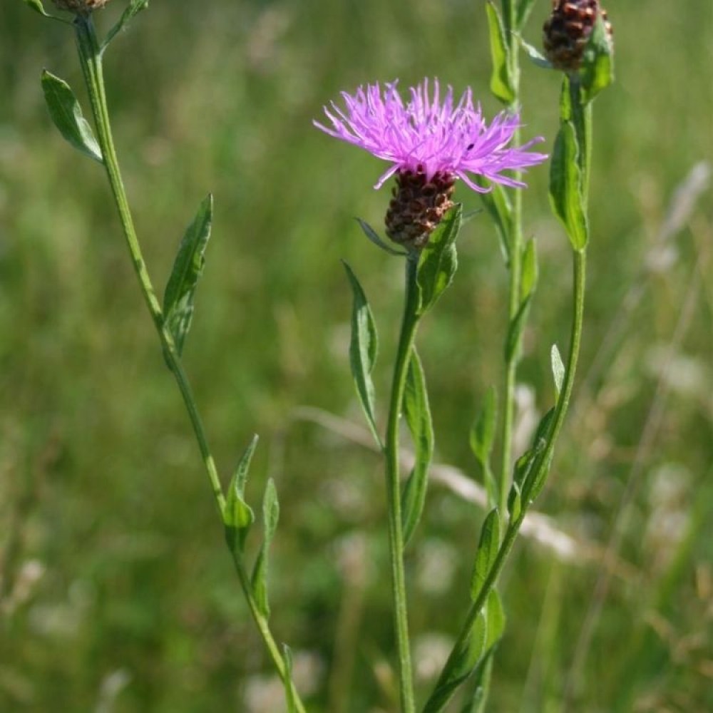 Centaurea jacea / Pakrūminė bajorė.