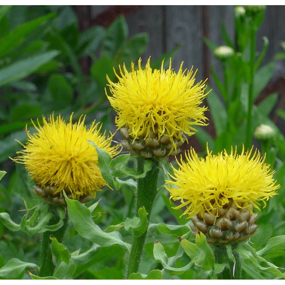 Centaurea macrocephala / Didžiagalvė bajorė