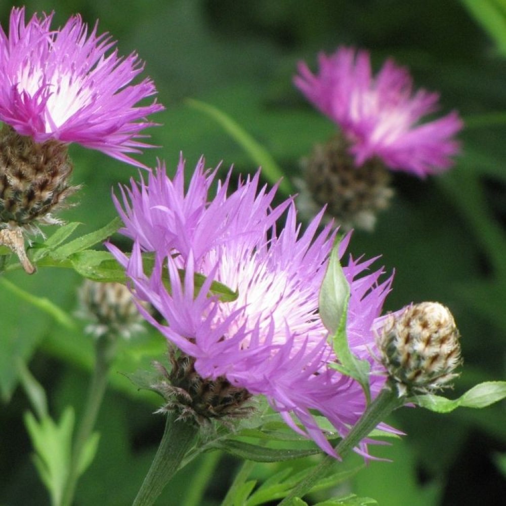Centaurea pulcherrima / Puošnioji bajorė.