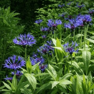 Centaurea / Bajorė - GRANDIFLORA