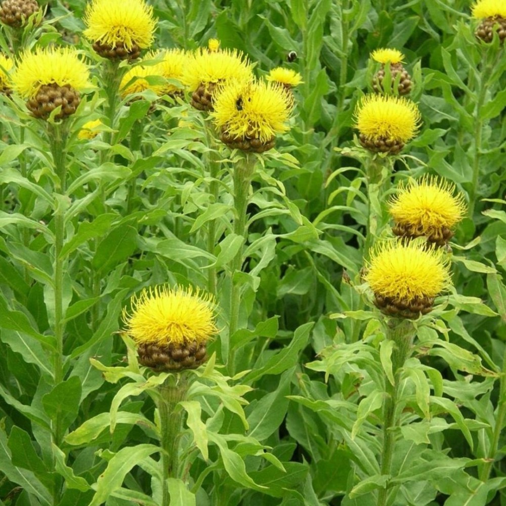 Centaurea macrocephala / Didžiagalvė bajorė.