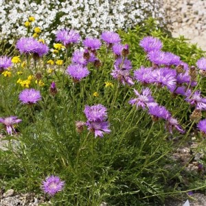 Centaurea pulcherrima / Puošnioji bajorė.