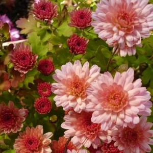 Chrysanthemum / Chrizantema HERBSTBROKAT