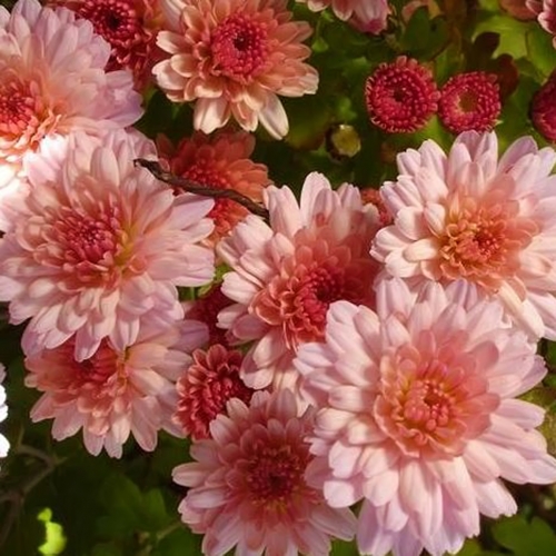 Chrysanthemum / Chrizantema HERBSTBROKAT