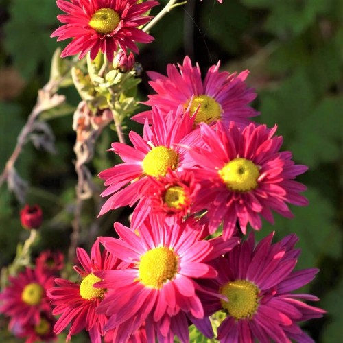 Chrysanthemum / Chrizantema OURY