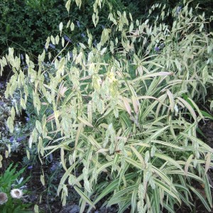 Chasmanthium / Dirsūnas RIVER MIST
