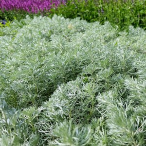 Artemisia / Kietis SILVER MOUND