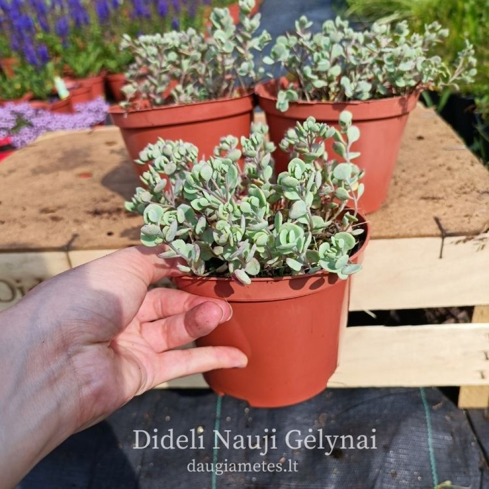 Sedum / Šilokas LIDAKENSE