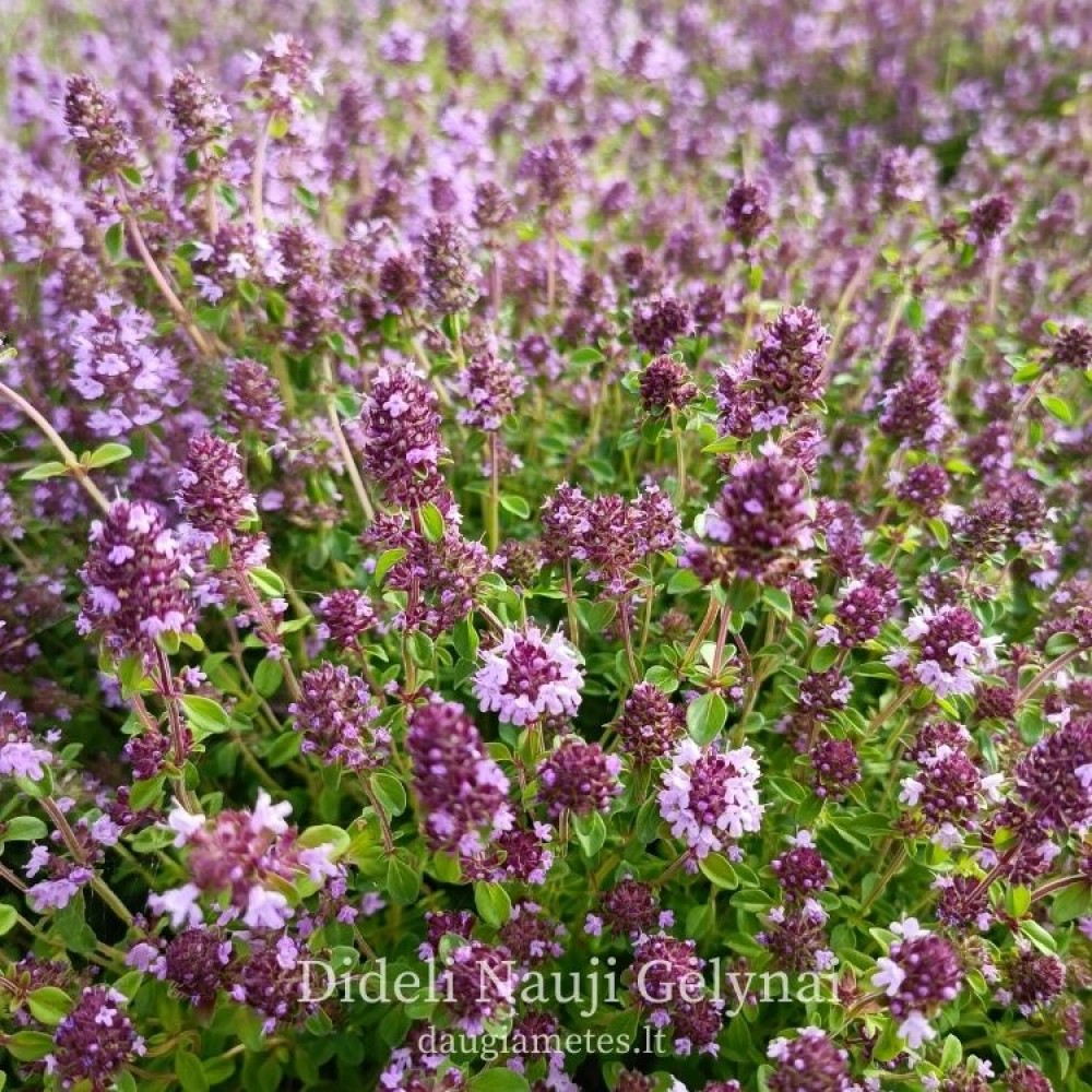 Thymus serpyllum / Paprastasis čiobrelis
