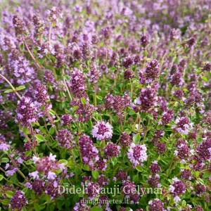 Thymus serpyllum / Paprastasis čiobrelis