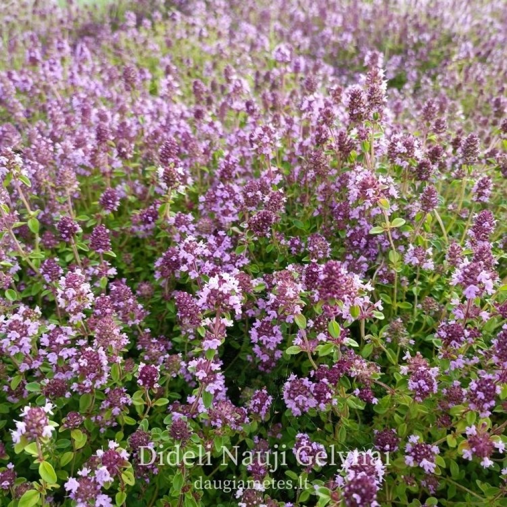 Thymus serpyllum / Paprastasis čiobrelis