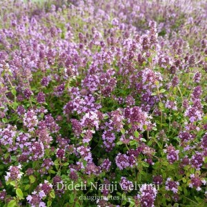 Thymus serpyllum / Paprastasis čiobrelis