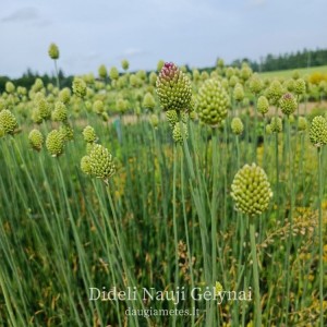Allium sphaerocephalon / Kiaušininis česnakas
