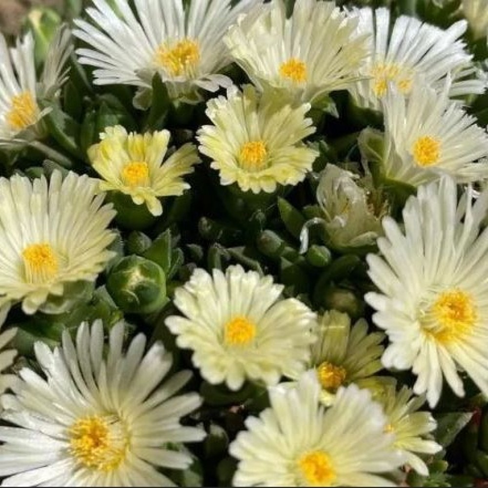 Delosperma / Mudrė SUNDELLA LIME