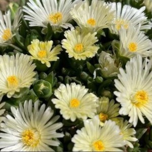 Delosperma / Mudrė SUNDELLA LIME