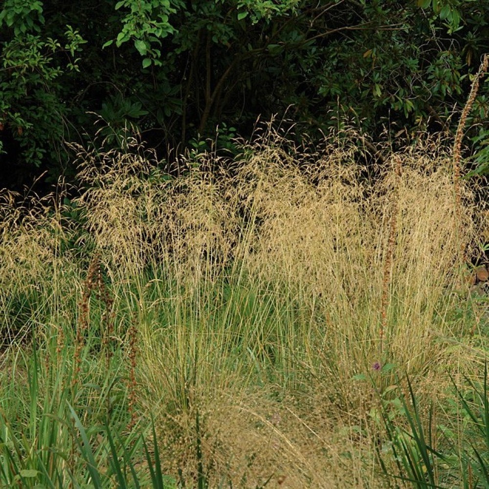 Deschampsia / Šluotsmilgė MILL END