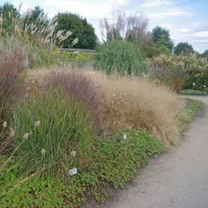 Deschampsia / Šluotsmilgė TARDIFLORA