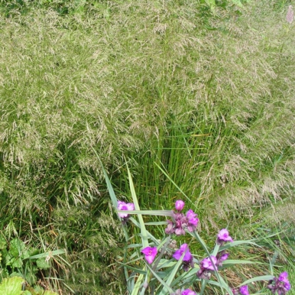 Deschampsia / Šluotsmilgė TARDIFLORA