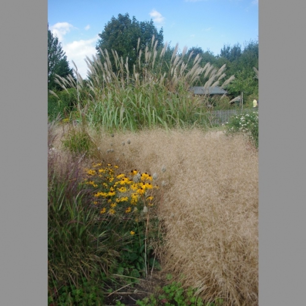 Deschampsia / Šluotsmilgė TARDIFLORA