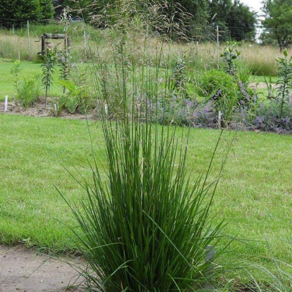 Deschampsia / Šluotsmilgė CABANA BUTA