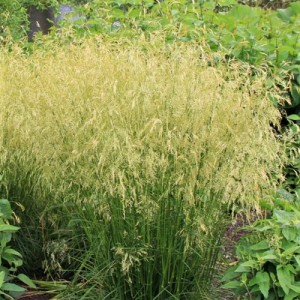 Deschampsia / Šluotsmilgė MILL END