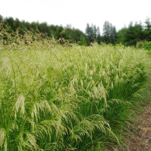 Deschampsia / Šluotsmilgė PIXIE FOUNTAIN