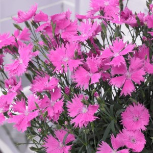 Dianthus / Gvazdikas SUNTORY PINK