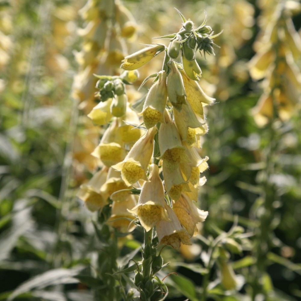Digitalis grandiflora / Didžiažiedė rusmenė