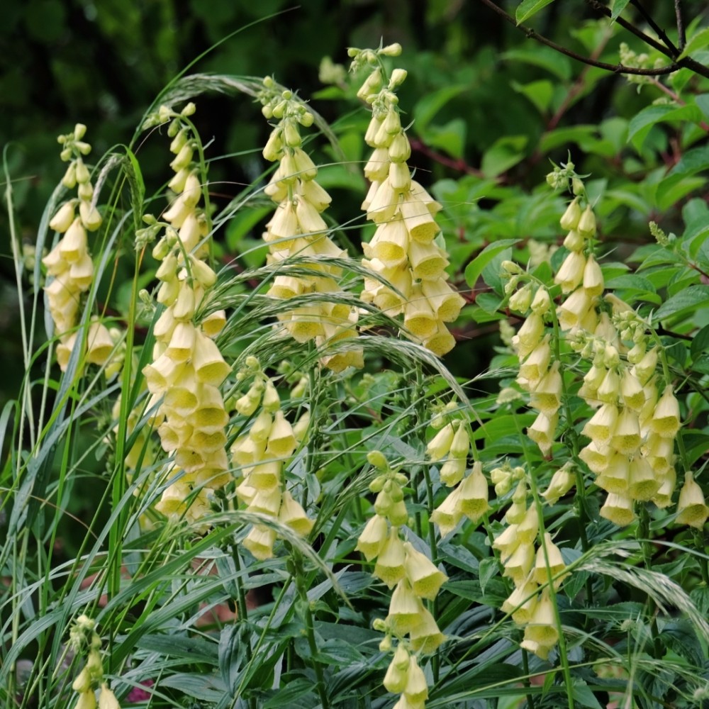 Digitalis grandiflora / Didžiažiedė rusmenė