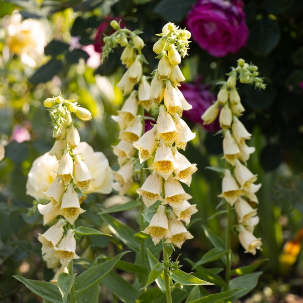Digitalis grandiflora / Didžiažiedė rusmenė