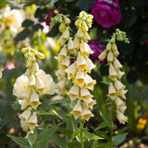 Digitalis grandiflora / Didžiažiedė rusmenė