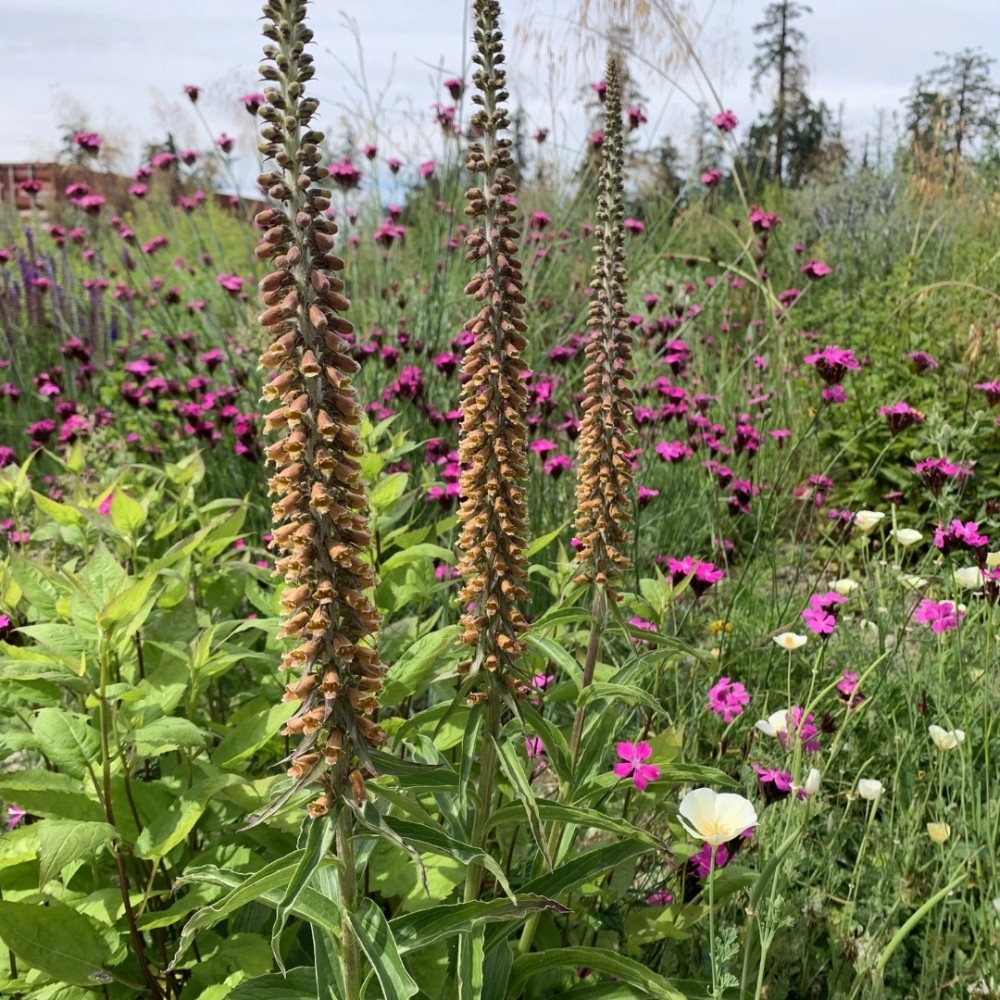 Digitalis parviflora / Smulkiažiedė rusmenė