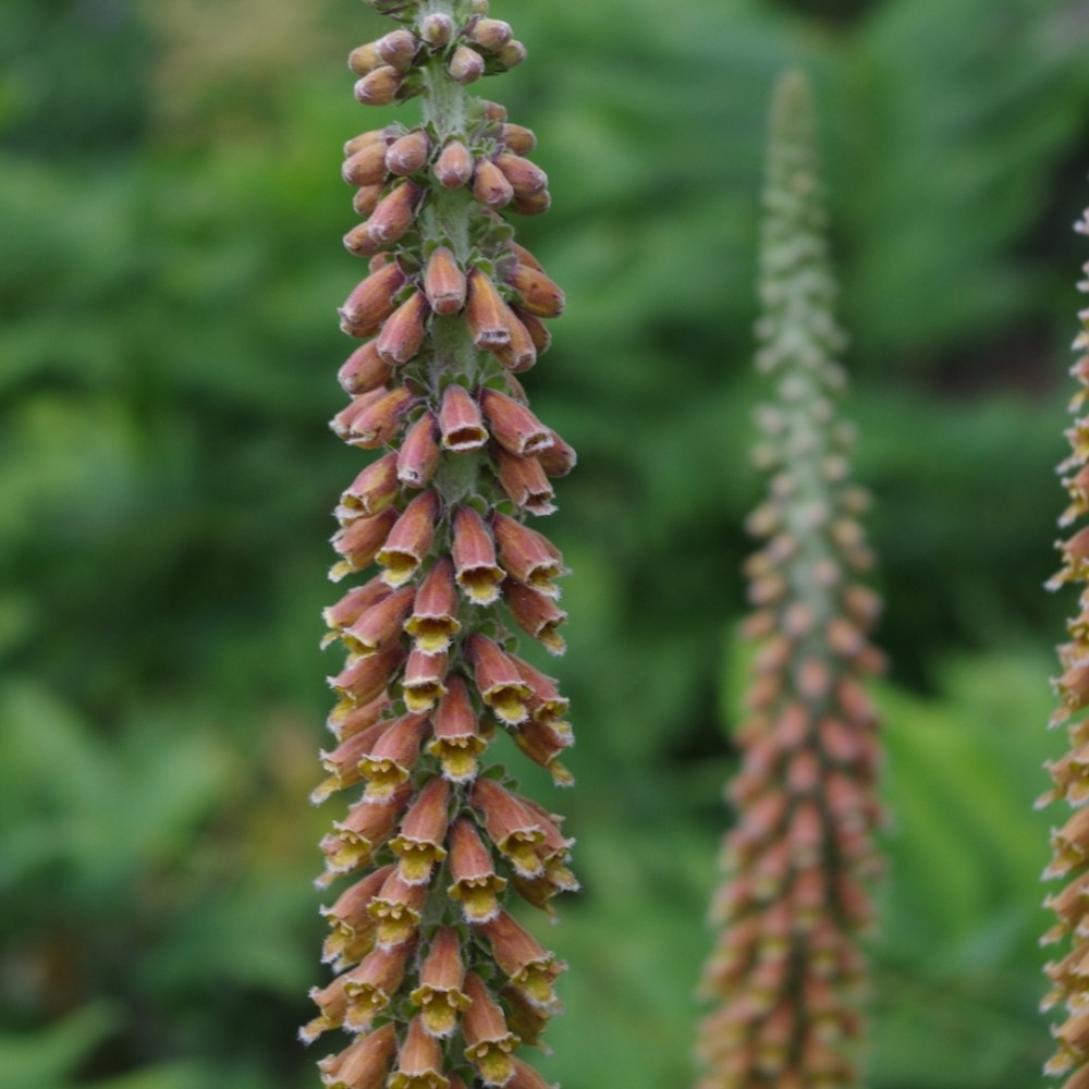 Digitalis parviflora / Smulkiažiedė rusmenė