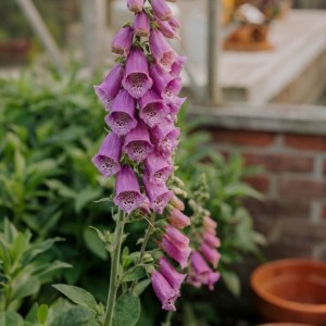 Digitalis / Rusmenė GLOXINIIFLORA